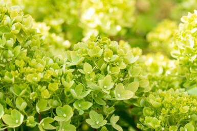 Hydrangea paniculata 'Little Lime' buske 30-40 cm