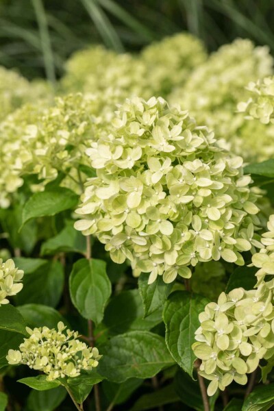 Hydrangea paniculata 'Little Lime' Hydrangea paniculata 'Little Lime'