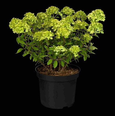 Hydrangea paniculata 'Little Lime' buske 30-40 cm