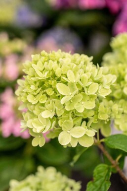 Hydrangea paniculata 'Little Lime' buske 30-40 cm