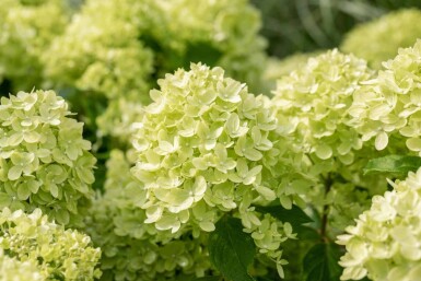 Hydrangea paniculata 'Little Lime' buske 30-40 cm
