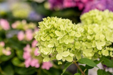 Hydrangea paniculata 'Little Lime' buske 30-40 cm