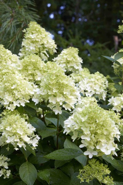 Hydrangea paniculata 'Little Spooky'