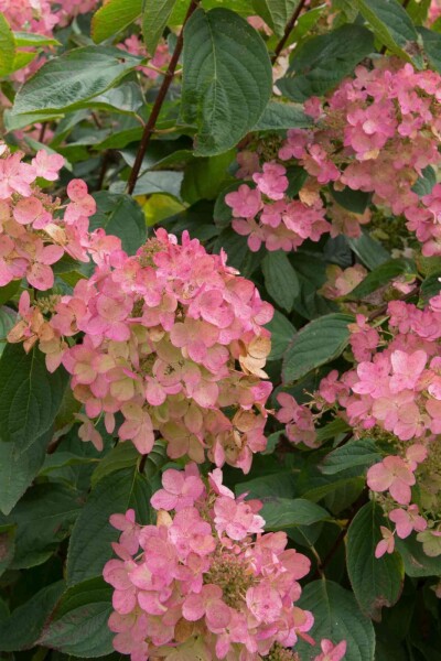 Hydrangea paniculata 'Pink Diamond' arbuste Hydrangea paniculata 'Pink Diamond' arbuste