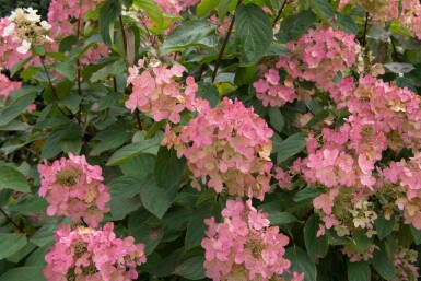 Hydrangea paniculata 'Pink Diamond' buske 40-60 cm