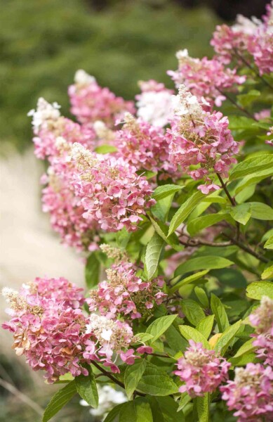 Hydrangea paniculata 'Pinky Winky'