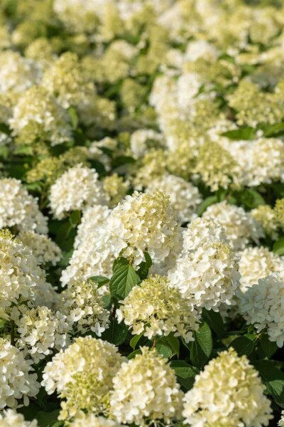 Hydrangea paniculata 'Skyfall'