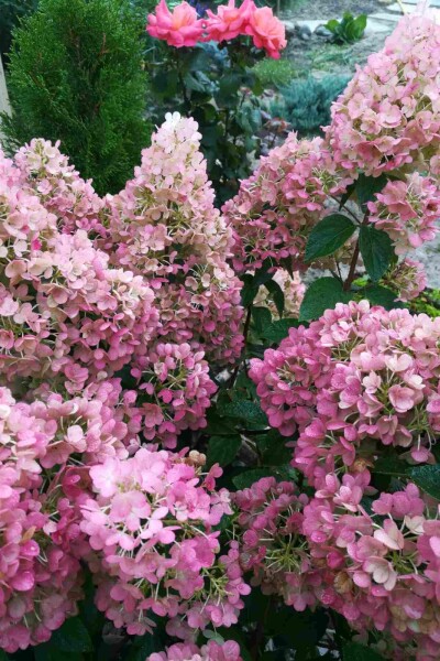 Hydrangea paniculata 'Sundae Fraise' arbuste Hydrangea paniculata 'Sundae Fraise' arbuste