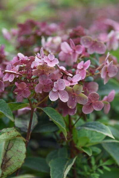 Hydrangea paniculata 'Switch Ophelia'