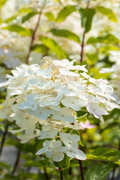 Hydrangea paniculata 'Unique' Hydrangea paniculata 'Unique'