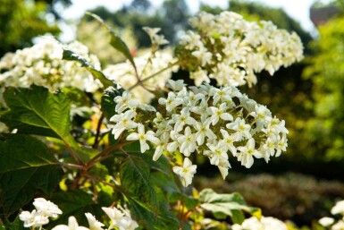 Hydrangea quercifolia Strauch 25-30 cm