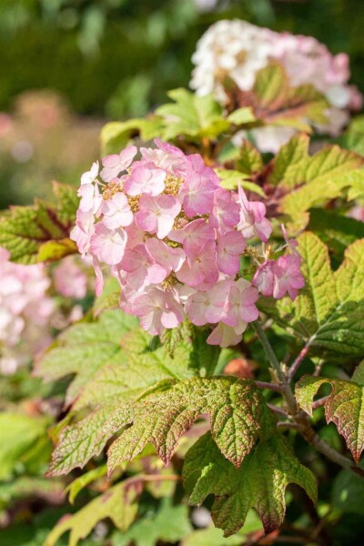 Hydrangea quercifolia 'Snow Queen' arbuste Hydrangea quercifolia 'Snow Queen' arbuste