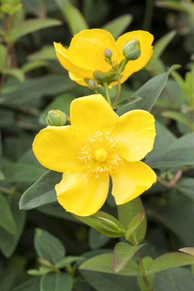 Hypericum 'Hidcote' Hypericum 'Hidcote'