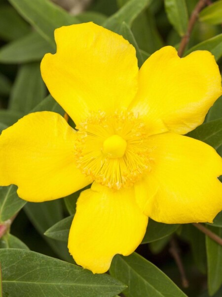 Hypericum 'Peter Dummer' Hypericum 'Peter Dummer'