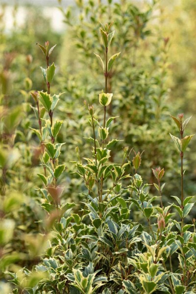 Ilex aquifolium 'Argentea Marginata' Strauch Ilex aquifolium 'Argentea Marginata' Strauch