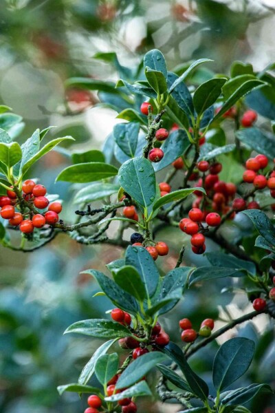 Ilex aquifolium 'J.C. Van Tol' Ilex aquifolium 'J.C. Van Tol'