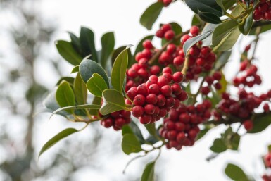 Ilex aquifolium 'J.C. Van Tol'
