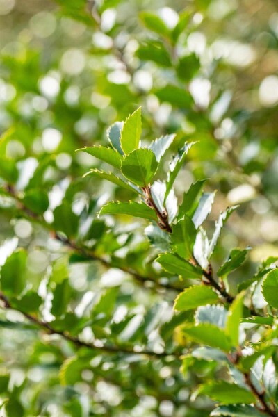 Ilex meserveae 'Blue Princess' Ilex meserveae 'Blue Princess'