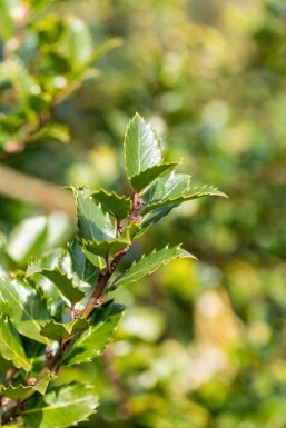 Ilex meserveae 'Blue Princess' buske 60-80 cm