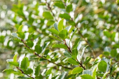 Ilex meserveae 'Blue Princess' buske 60-80 cm