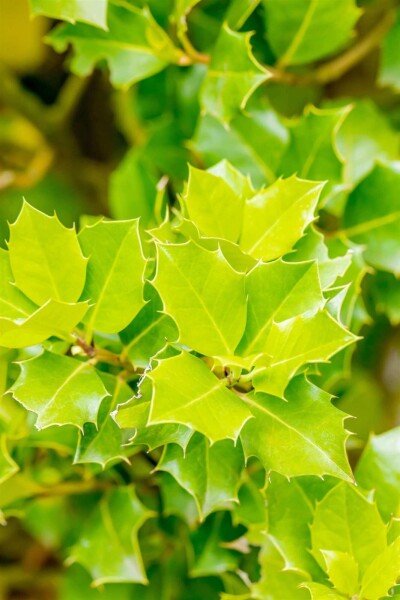 Ilex 'Nellie R Stevens' Strauch Ilex 'Nellie R Stevens' Strauch