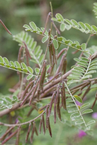Indigofera heterantha Indigofera heterantha