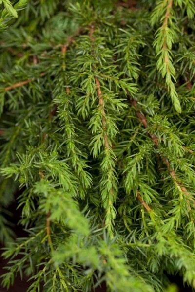 Juniperus communis 'Green Carpet' Juniperus communis 'Green Carpet'