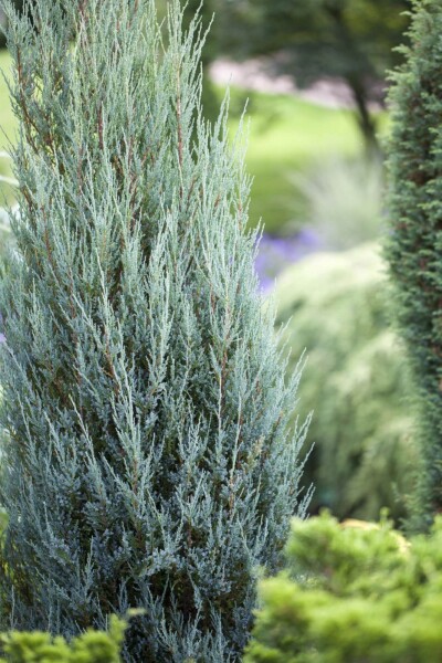 Juniperus scopulorum 'Blue Arrow' Juniperus scopulorum 'Blue Arrow'