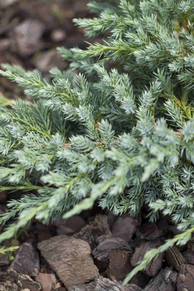 Juniperus squamata 'Blue Carpet' Strauch Juniperus squamata 'Blue Carpet' Strauch