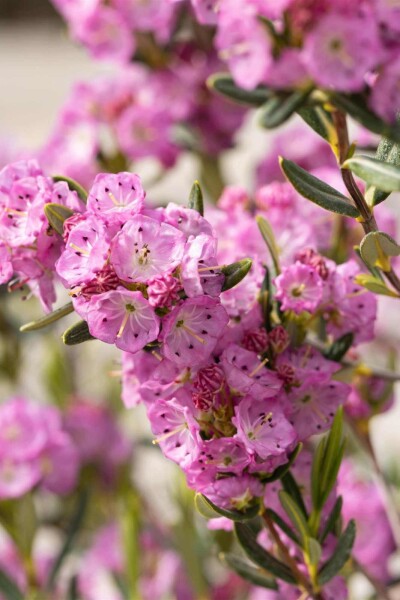 Kalmia polifolia Kalmia polifolia