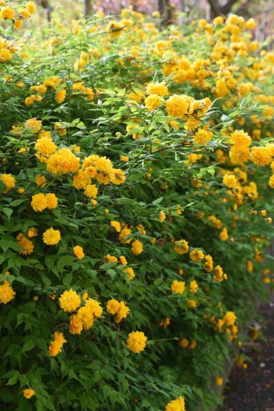 Kerria japonica Kerria japonica