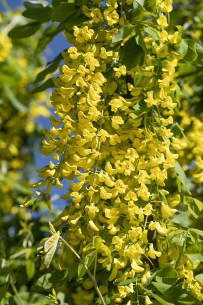 Laburnum anagyroides Laburnum anagyroides