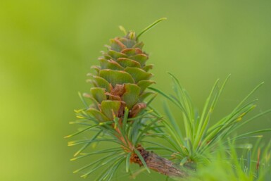 Larix kaempferi