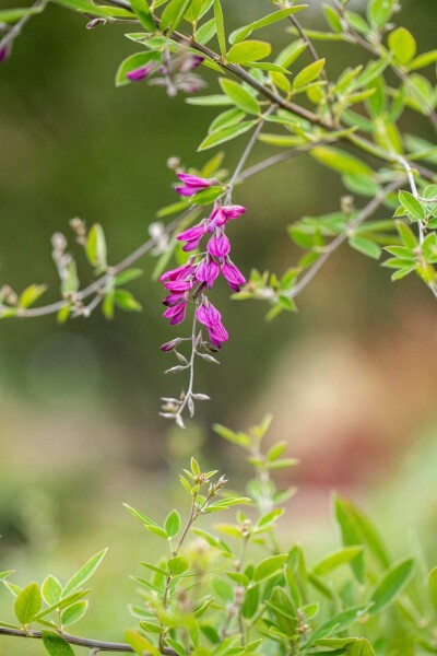 Lespedeza thunbergii Lespedeza thunbergii