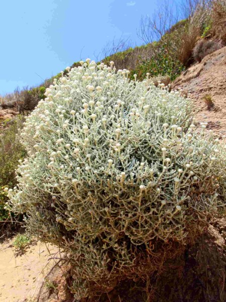 Leucophyta brownii Leucophyta brownii