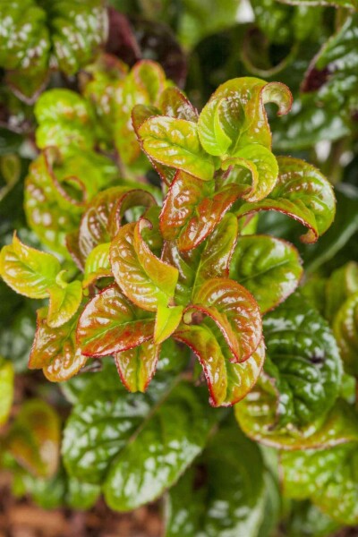 Leucothoe axillaris 'Curly Red' Leucothoe axillaris 'Curly Red'