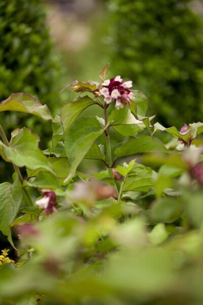 Leycesteria formosa 'Purple Rain' struik Leycesteria formosa 'Purple Rain' struik