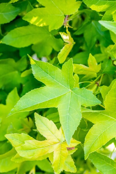Liquidambar styraciflua 'Gum Ball' Liquidambar styraciflua 'Gum Ball'
