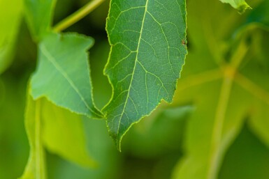 Liquidambar styraciflua 'Gum Ball'