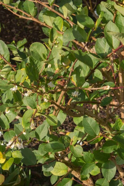 Lonicera purpusii 'Winter Beauty' Lonicera purpusii 'Winter Beauty'