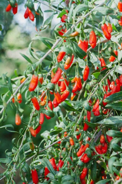 Lycium barbarum Lycium barbarum