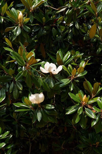 Magnolia grandiflora Magnolia grandiflora