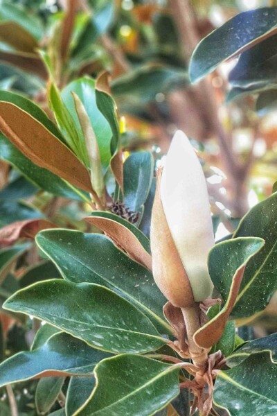 Magnolia grandiflora 'Little Gem' Magnolia grandiflora 'Little Gem'