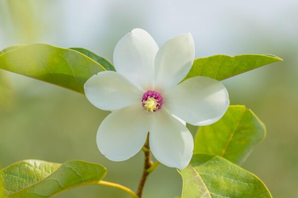 Magnolia sieboldii
