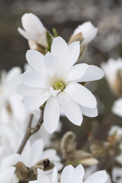 Magnolia stellata 'Royal Star' Magnolia stellata 'Royal Star'