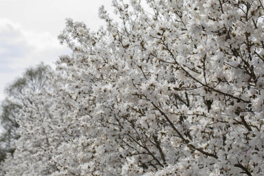 Magnolia stellata 'Royal Star'