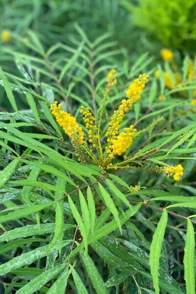 Mahonia eurybracteata 'Soft Caress'