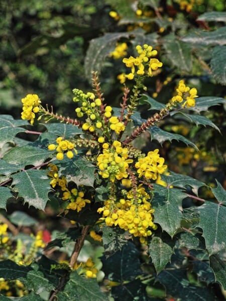 Mahonia media 'Charity' Mahonia media 'Charity'