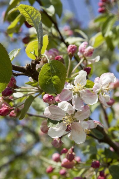 Malus 'Evereste' busk Malus 'Evereste' busk