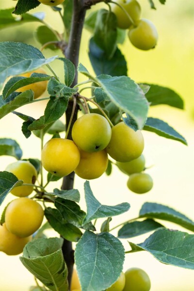 Malus 'Golden Hornet' Malus 'Golden Hornet'